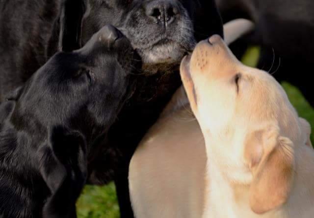 Tarif remplacement d'élevage canin